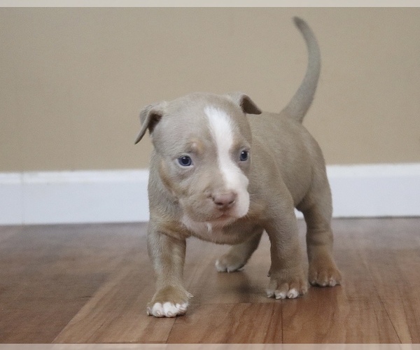 Medium Photo #3 American Bully Puppy For Sale in ORANGEBURG, SC, USA