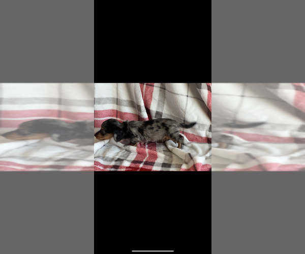 Medium Photo #3 Dachshund Puppy For Sale in NILES, MI, USA
