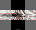 Small Photo #3 Dachshund Puppy For Sale in NILES, MI, USA