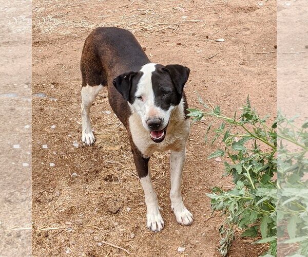 Medium Photo #1 Australian Shepherd-Unknown Mix Puppy For Sale in Pena Blanca, NM, USA