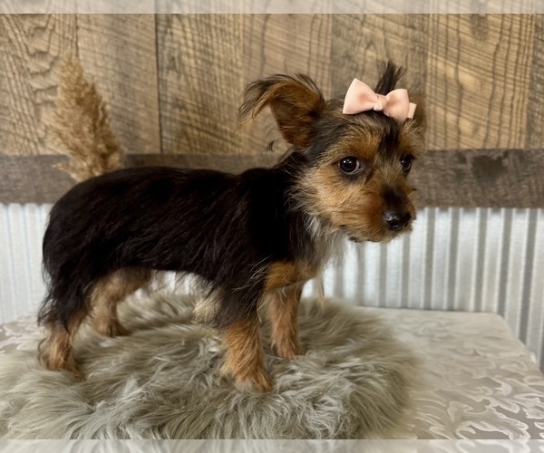 Medium Photo #6 Yorkshire Terrier Puppy For Sale in NAPPANEE, IN, USA
