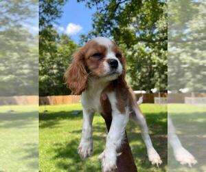 Cavalier King Charles Spaniel Puppy for sale in HAMPTON, GA, USA