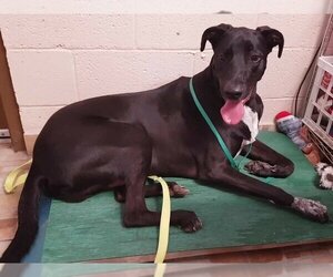 Pepper - Male Great Dane-Labrador Retriever Mix Dog for Adoption - Photo #2