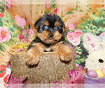 Small Photo #2 Yorkshire Terrier Puppy For Sale in HAMMOND, IN, USA