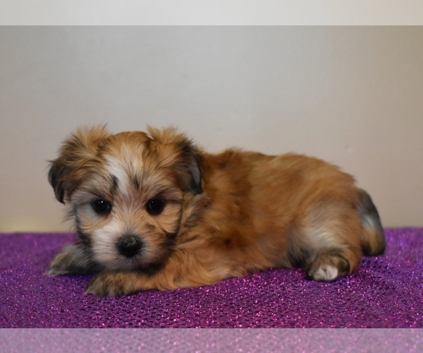 Medium Photo #1 Morkie Puppy For Sale in DOWNING, MO, USA