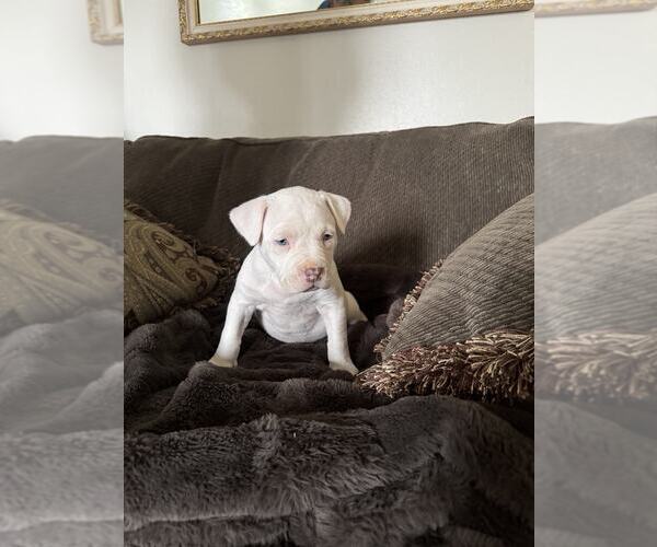 Medium Photo #5 Mutt Puppy For Sale in MIDWAY, UT, USA