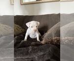 Small #4 Mutt