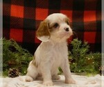 Small Photo #2 Cavalier King Charles Spaniel Puppy For Sale in MARCELLUS, MI, USA