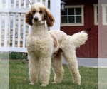Small Photo #1 Labradoodle Puppy For Sale in NARVON, PA, USA