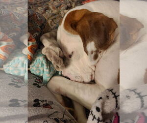 Beau - Male Bullboxer Pit Dog for Adoption - Photo #13