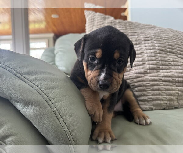 Medium Photo #2 Mutt Puppy For Sale in Holly Springs, NC, USA