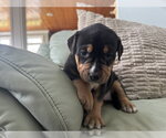 Small #1 Mutt