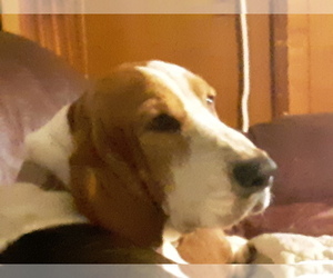 Mother of the Basset Hound puppies born on 12/21/2019