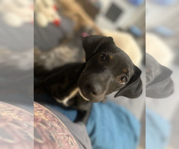 Medium Photo #5 Pinny-Poo Puppy For Sale in Banning, CA, USA