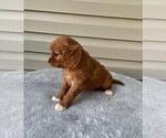 Small Photo #3 Cavapoo Puppy For Sale in DUNNVILLE, KY, USA