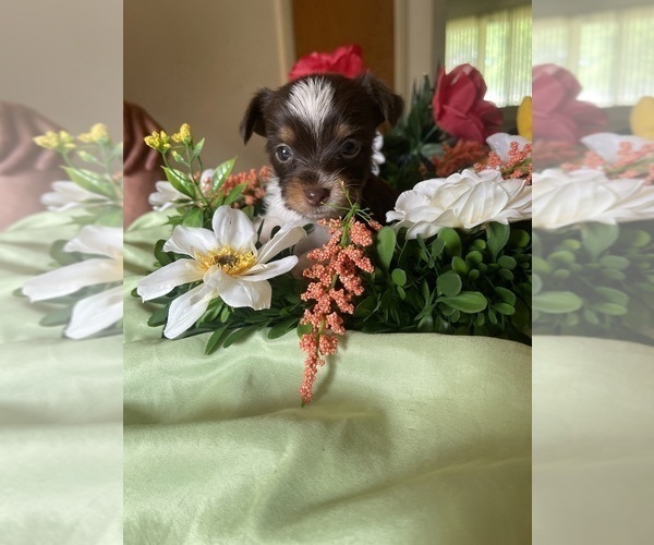 Medium Photo #15 Yorkshire Terrier Puppy For Sale in ROCKFORD, IL, USA