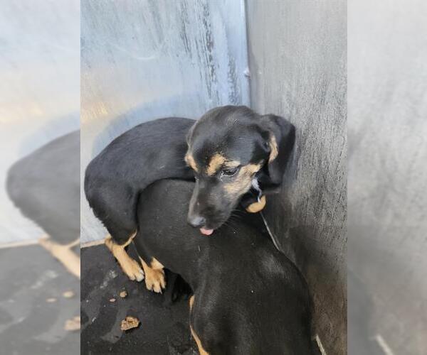 Medium Photo #1 Mutt Puppy For Sale in San Antonio, TX, USA