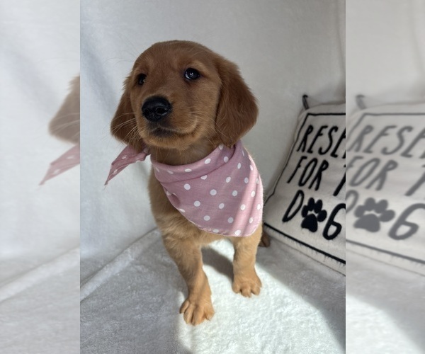 Medium Photo #4 Golden Retriever Puppy For Sale in GREENFIELD, IN, USA