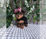 Small #2 Yorkshire Terrier