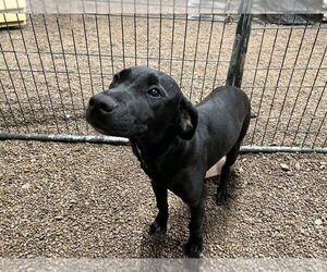 Labrador Retriever-Unknown Mix Dogs for adoption in Benton, PA, USA