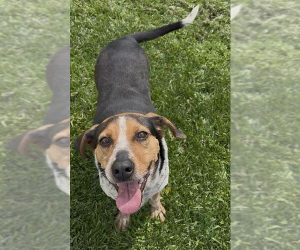 Medium Photo #2 Coonhound-Unknown Mix Puppy For Sale in Sistersville, WV, USA