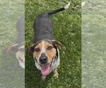 Small #1 Coonhound Mix