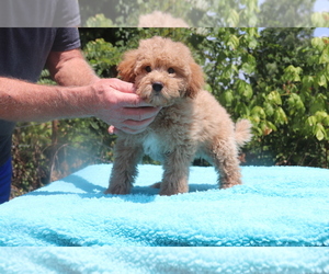 Goldendoodle (Miniature) Puppy for sale in DYERSBURG, TN, USA