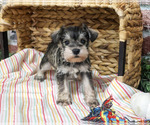 Evelyn - Female Schnauzer (Miniature) Puppy for Sale - Photo #2