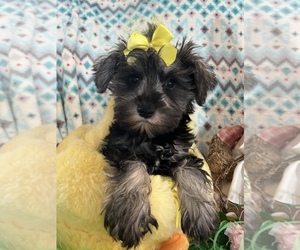 Schnoodle (Miniature) Puppy for sale in SARASOTA, FL, USA