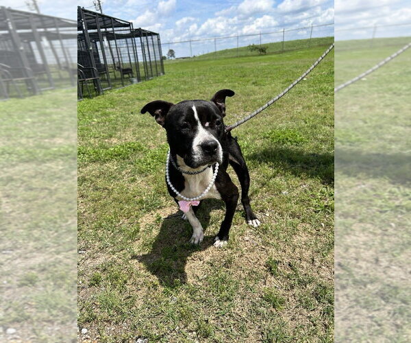 Medium Photo #3 Mutt Puppy For Sale in Abbeville, LA, USA