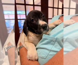 Hunter - Halloween Litter - Male Anatolian Shepherd-Unknown Mix Dog for Adoption - Photo #2