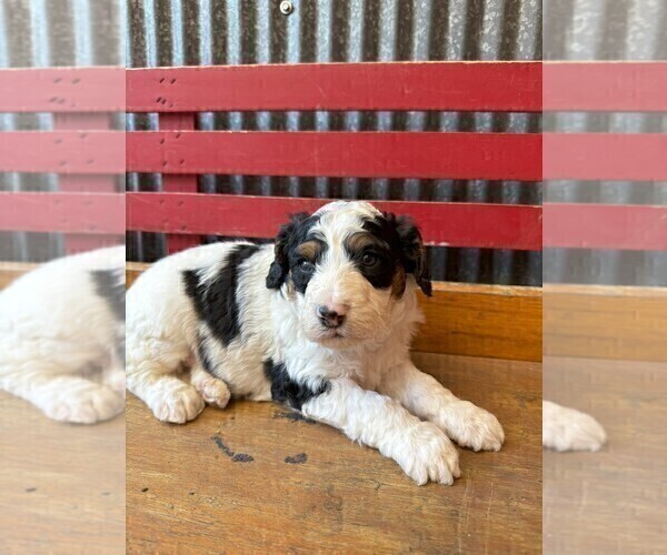 Medium Photo #2 Miniature Bernedoodle Puppy For Sale in DENVER, PA, USA