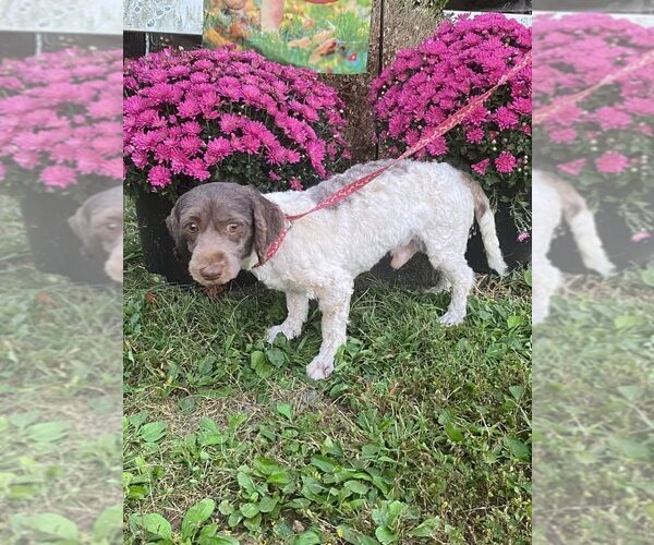 Medium Photo #3 Havanese Puppy For Sale in HOPKINSVILLE/PRINCETON, KY, NH, USA