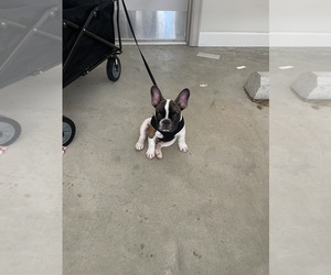 French Bulldog Puppy for sale in CARROLLTON, TX, USA