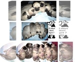 Small Photo #14 Pug Puppy For Sale in MINERAL RIDGE, OH, USA