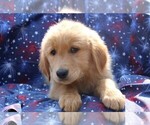 Small Photo #6 Golden Retriever Puppy For Sale in BLOOMINGTON, IN, USA