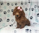 Small #1 Goldendoodle (Miniature)