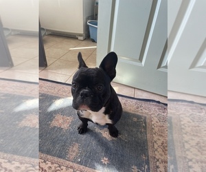 French Bulldog Puppy for sale in SOUTHERN PINES, NC, USA