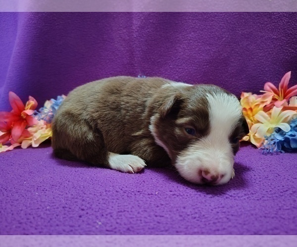 Medium Photo #15 Border Collie Puppy For Sale in NORBORNE, MO, USA