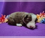 Small #14 Border Collie