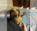 Small #1 Dachshund