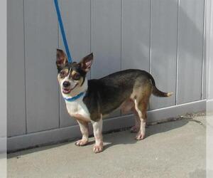 Chihuahua Dogs for adoption in Louisville, KY, USA