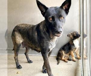 Mutt Dogs for adoption in San Bernardino, CA, USA