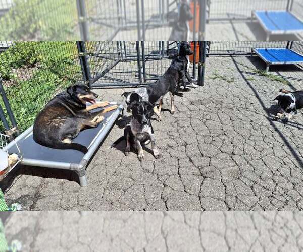Medium Photo #2 Mutt Puppy For Sale in Sebec, ME, USA