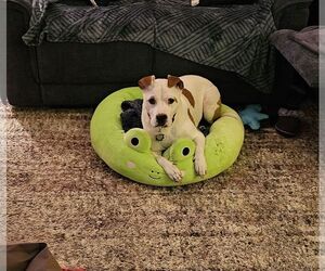 Odie - Male American Bulldog-Unknown Mix Dog for Adoption - Photo #4