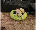 Small #3 American Bulldog Mix