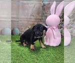 Small #4 Catahoula Leopard Dog