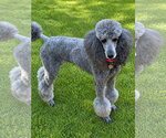 Small Poodle (Standard)