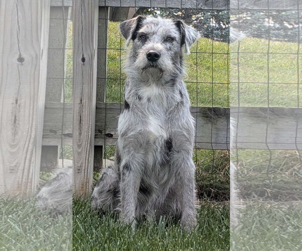 Medium Photo #3 Aussiedoodle Puppy For Sale in Germantown, OH, USA