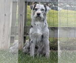 Small #2 Aussiedoodle